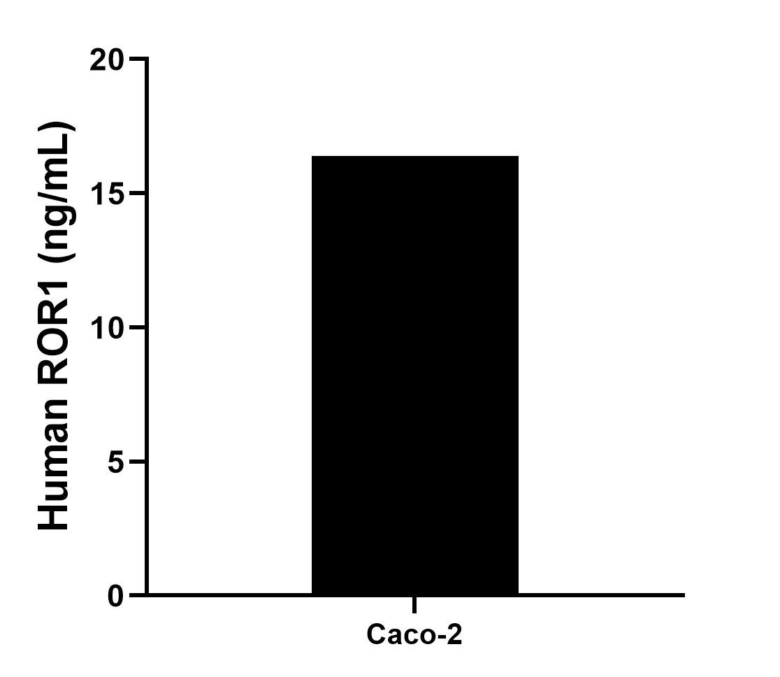 The mean ROR1 concentration was determined to be 16.38 ng/mL in Caco-2 cell extract based on a 1.5 mg/mL extract load.